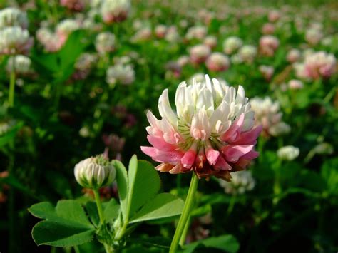 Clover, Alsike - American Seed Co.