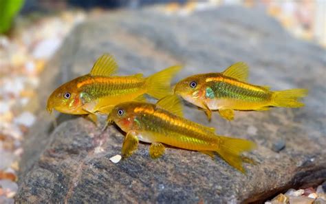 Breeding Corydoras Catfish Successfully: The Complete Guide - AquariumNexus