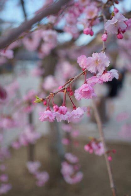 Premium Photo | Cherry blossom at himeji castle