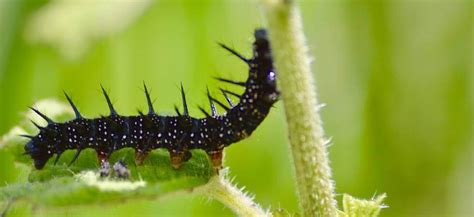 15 Basic Greenhouse pest control tips and tricks - GreenHouse Planter