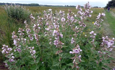 Althaea officinalis