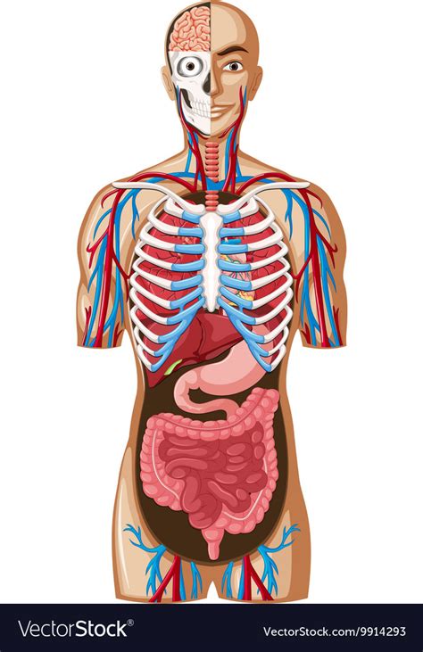 Human anatomy with different systems Royalty Free Vector