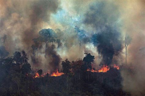 Calls to preserve Australia's rainforests as fires rage in the Amazon | SBS News