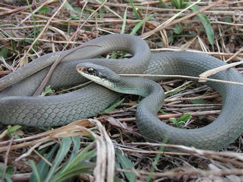 North American Racer (Coluber constrictor) - Ohio Herp Atlas – OHPARC