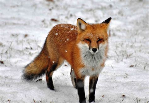 The red fox (Vulpes vulpes). | PRINCE GEORGE'S COUNTY PARENTS, MARYLAND ...