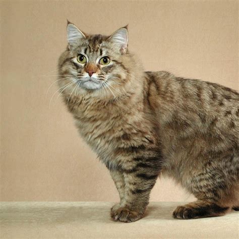 American Bobtail Cat: Characteristics, Temperament & Cat Care