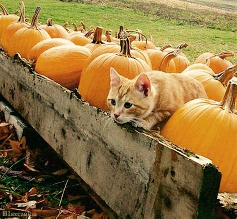 168 best images about Cats 'n Pumpkins... on Pinterest | Cats, Pumpkins ...