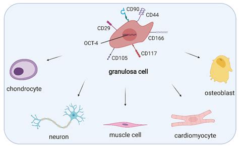 Cells | Free Full-Text | Human Granulosa Cells—Stemness Properties, Molecular Cross-Talk and ...