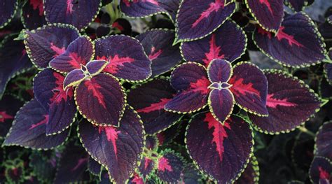 Coleus Varieties: 35 Different Types of Coleus Cultivars