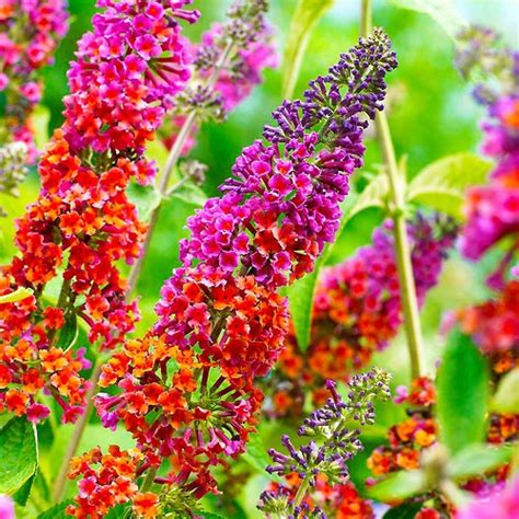 rainbow butterfly bush | Schmetterlingsflieder, Schöne blumen, Garten ...