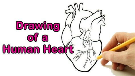 Human Heart Images Drawing - Heart drawn as a turbo charger.