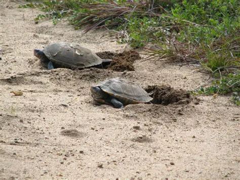 Diamondback Terrapin Care: A Detailed Guide for Beginners!