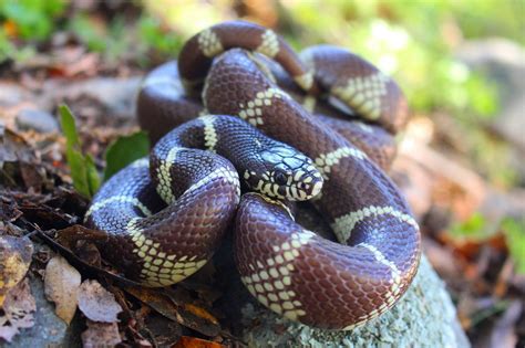 Cobra-real-Californiana | Wiki | Animais Amino™ Amino