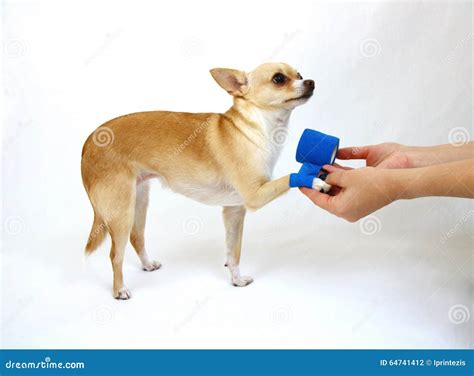 Dog with Hurt Leg stock photo. Image of male, kindness - 64741412