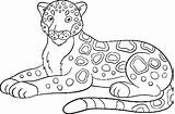 Jaguar Family Coloring Pages sketch template