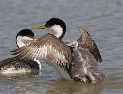 Western Grebe Bird - Profile | Facts | Description | Baby - Bird Baron