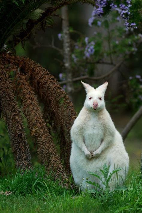 Albino Kangaroo | Albino animals, Rare albino animals, Animals beautiful