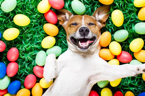 Calendar • Dog Easter Egg Hunt