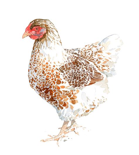 Chicken Watercolor Print White and Brown Hen 8x10 Farm - Etsy