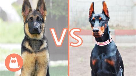 German Shepherd VS. Doberman 🐶⚡ Which is Best for You? - YouTube