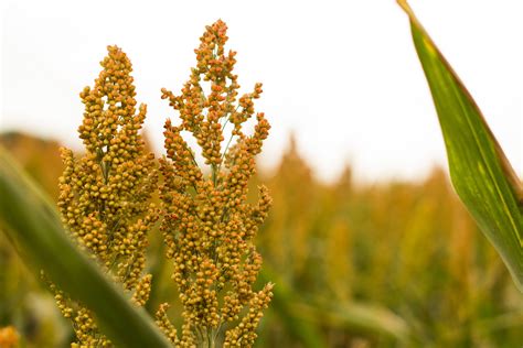 Free Images : field, meadow, sunlight, leaf, flower, food, green ...