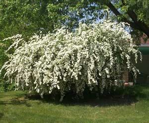 Spirea White - Pruning, Winter Care and Fertilizing - Hawks Landscape, Inc.