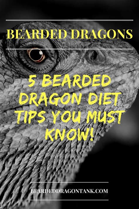 Bearded Dragon Food and Diet Tips | Bearded Dragon Tank