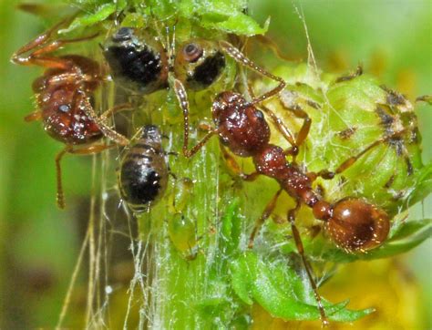 CABINET OF CURIOSITIES: Ants 'farming' aphids