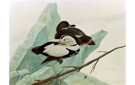 Labrador Duck » John A. Ruthven