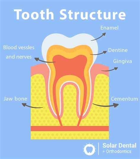 Dentin and the Components of Your Teeth. - Solar Dental & Orthodontics