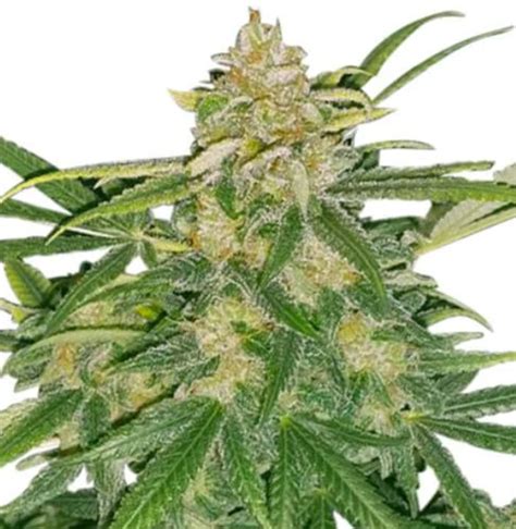 Critical Mass Strain | The Highest Crop