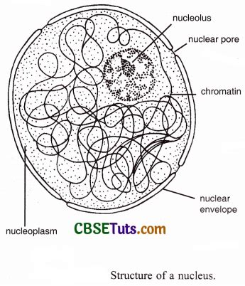 What is a Nucleus? - Structure and Functions of Nucleus - CBSE Tuts