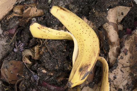 Banana Peel Fertilizer + 8 More Banana Peel Garden Uses