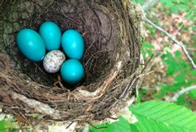 NCC: Land Lines - Tracking wood thrush through Ontario forests