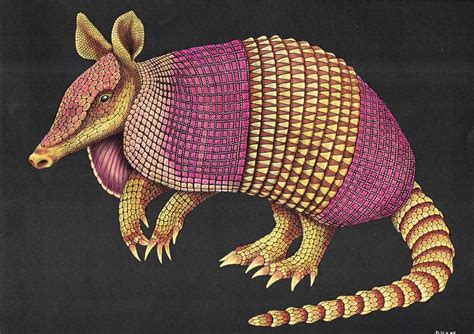 Armadillo by Deirdre Gamill-Hock | Armadillo, Animal art, Artwork