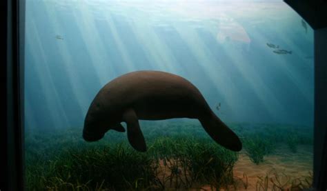 West African Manatee - Facts, Information & Habitat