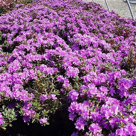 Purple Gem Rhododendron For Sale Online | The Tree Center