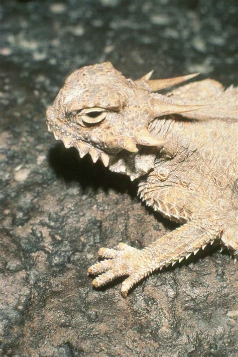 Free picture: flat, tailed, horned, lizard, face