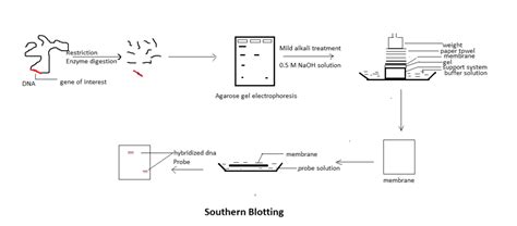 Southern Blotting: Technique, Procedure and Applications - Competitors ...