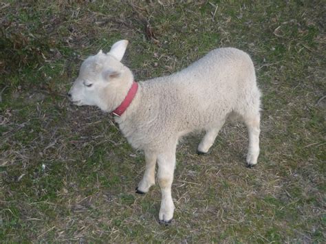 Opportunity Farm: Weaning the Poddy Lambs