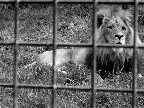 Caged Lion. by lucky-your-with-amy on DeviantArt