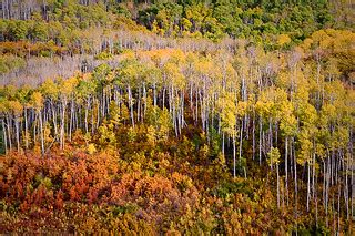 Colorado Fall Colors | This morning I was going through some… | Flickr