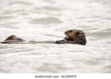 224 Sea Otter Eating A Clam Images, Stock Photos & Vectors | Shutterstock