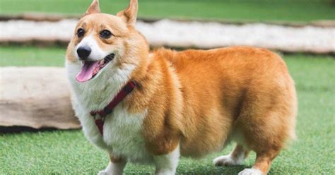 Chó Corgi mông trái tim giá bao nhiêu? Bán ở đâu rẻ nhất