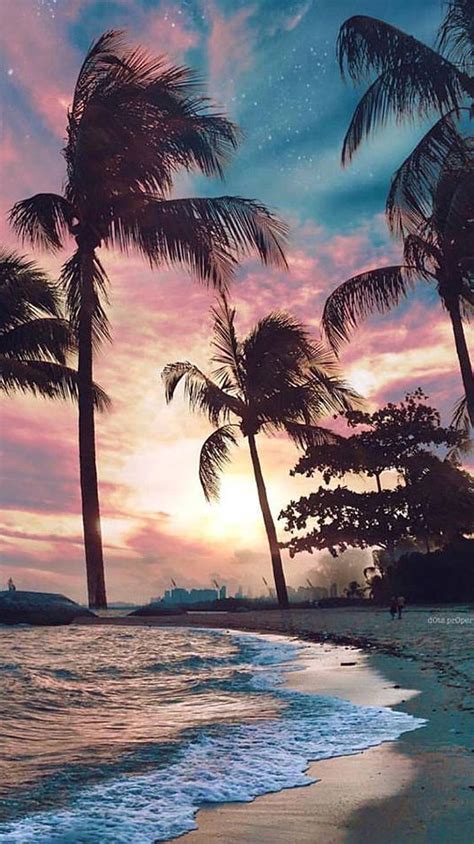 Beach, palm, tree, sunsets, HD phone wallpaper | Peakpx