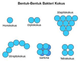 Bentuk - Bentuk Bakteri