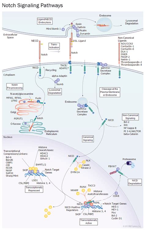 Notch Signaling Pathway: R&D Systems