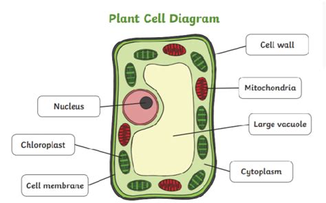 How to draw a typical structure of a plant cell - Quora