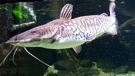 Pintado » Fische im Pantanal » Pantanal Portal