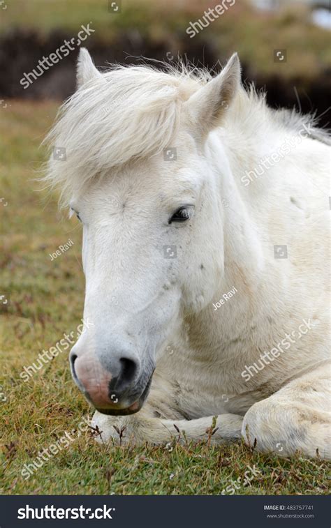 Portrait Zanskari Horse Ladakh India Stock Photo 483757741 | Shutterstock